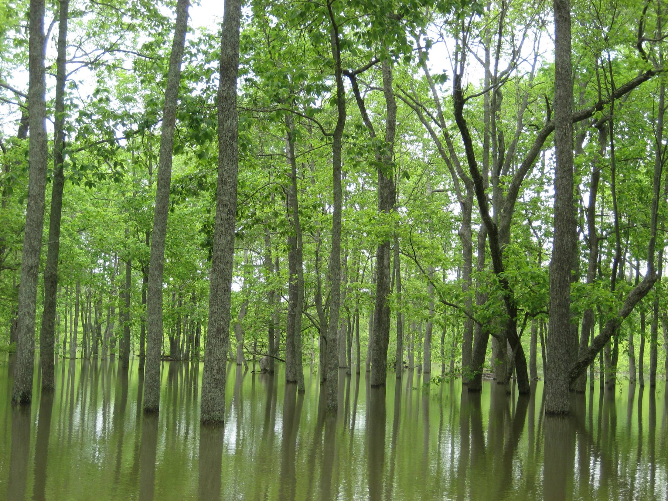 Flooded hardwood timber with the waterline on every trunk, Cache River National Wildlife Refuge near Augusta, Arkansas